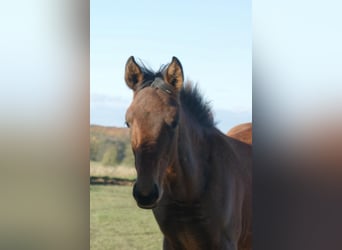 Mecklemburgo, Caballo castrado, 1 año, 173 cm, Castaño