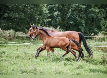 Mecklemburgo, Caballo castrado, 1 año, 173 cm, Castaño