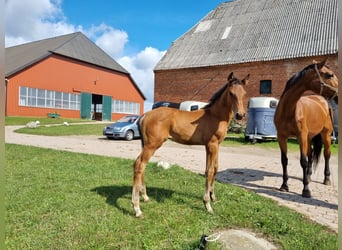 Mecklemburgo, Caballo castrado, 1 año, 173 cm, Castaño