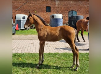 Mecklemburgo, Caballo castrado, 1 año, 173 cm, Castaño