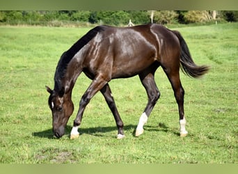 Mecklemburgo, Caballo castrado, 1 año, Castaño oscuro