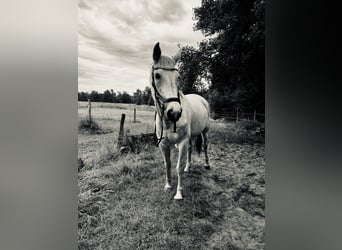 Mecklemburgo, Caballo castrado, 20 años, 164 cm, Tordo