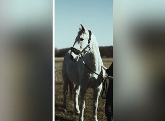 Mecklemburgo, Caballo castrado, 20 años, 164 cm, Tordo