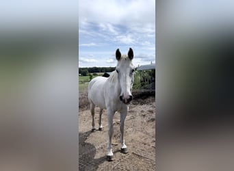 Mecklemburgo, Caballo castrado, 20 años, 164 cm, Tordo