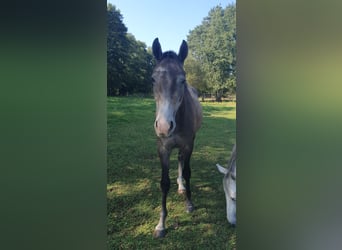 Mecklemburgo, Caballo castrado, 2 años, 160 cm, Tordo