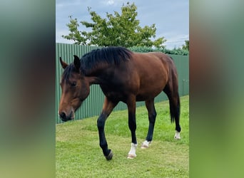 Mecklemburgo, Caballo castrado, 2 años, 162 cm, Castaño