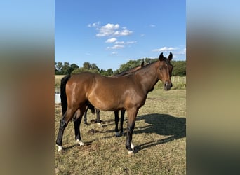 Mecklemburgo, Caballo castrado, 2 años, 162 cm, Castaño
