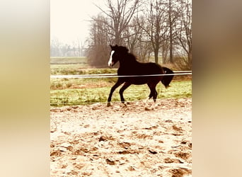 Mecklemburgo, Caballo castrado, 2 años, 170 cm, Castaño