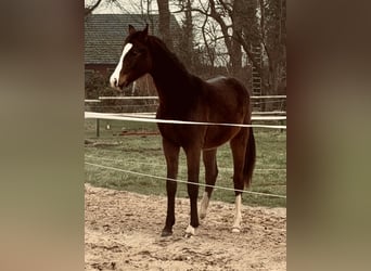 Mecklemburgo, Caballo castrado, 2 años, 170 cm, Castaño