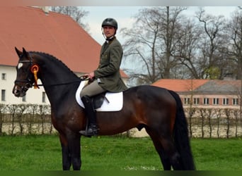 Mecklemburgo, Caballo castrado, 2 años, 170 cm, Castaño