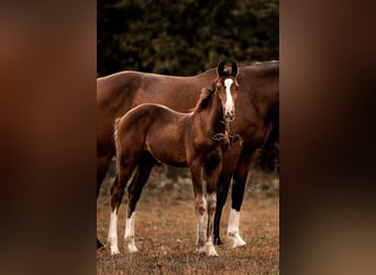 Mecklemburgo, Caballo castrado, 2 años, 170 cm, Castaño