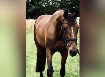 Mecklemburgo, Caballo castrado, 2 años, 170 cm, Castaño