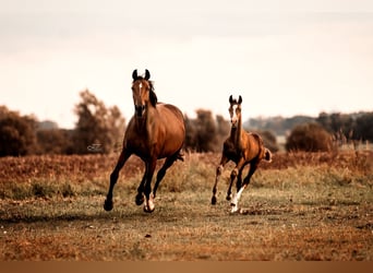 Mecklemburgo, Caballo castrado, 2 años, 170 cm, Castaño