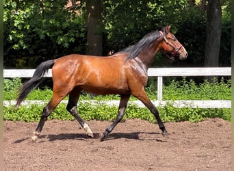Mecklemburgo, Caballo castrado, 2 años, Castaño