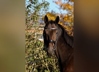 Mecklemburgo, Caballo castrado, 3 años, 158 cm, Castaño