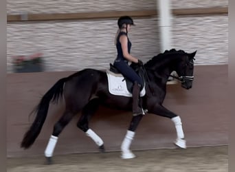 Mecklemburgo, Caballo castrado, 3 años, 160 cm, Morcillo