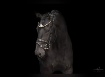 Mecklemburgo, Caballo castrado, 3 años, 160 cm, Morcillo