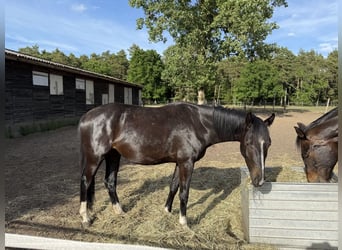 Mecklemburgo, Caballo castrado, 3 años, 162 cm, Morcillo