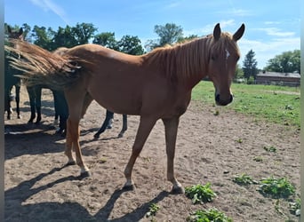 Mecklemburgo, Caballo castrado, 3 años, 165 cm, Alazán