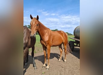 Mecklemburgo, Caballo castrado, 3 años, 165 cm, Alazán