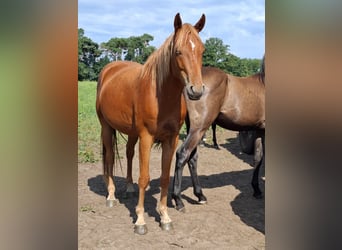 Mecklemburgo, Caballo castrado, 3 años, 165 cm, Alazán