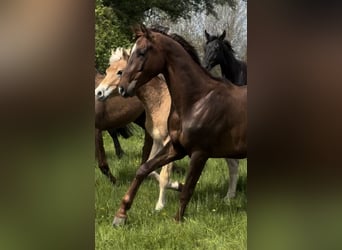 Mecklemburgo, Caballo castrado, 3 años, 165 cm, Alazán-tostado