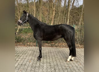 Mecklemburgo, Caballo castrado, 3 años, 165 cm, Negro