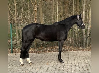 Mecklemburgo, Caballo castrado, 3 años, 165 cm, Negro