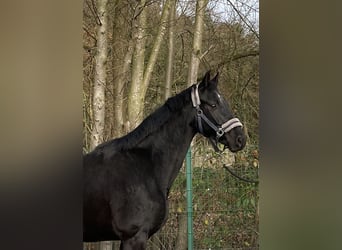 Mecklemburgo, Caballo castrado, 3 años, 165 cm, Negro