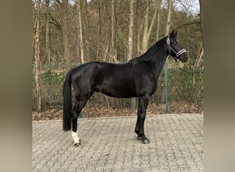 Mecklemburgo, Caballo castrado, 3 años, 165 cm, Negro