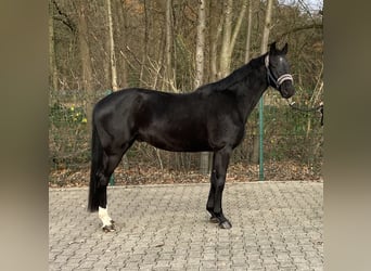 Mecklemburgo, Caballo castrado, 3 años, 165 cm, Negro