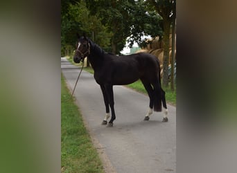 Mecklemburgo, Caballo castrado, 3 años, 167 cm, Morcillo