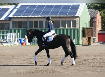 Mecklemburgo, Caballo castrado, 3 años, 174 cm, Negro