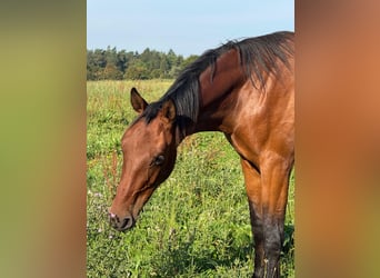Mecklemburgo, Caballo castrado, 3 años, 180 cm, Castaño