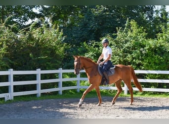 Mecklemburgo, Caballo castrado, 4 años, 165 cm, Alazán