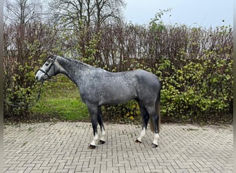 Mecklemburgo, Caballo castrado, 4 años, 165 cm, Tordillo negro