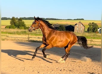 Mecklemburgo, Caballo castrado, 4 años, 168 cm, Castaño