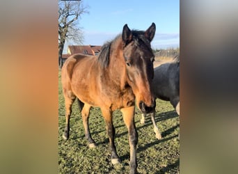 Mecklemburgo, Caballo castrado, 4 años, 168 cm, Castaño