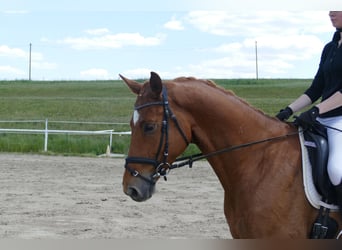 Mecklemburgo, Caballo castrado, 4 años, 169 cm, Alazán