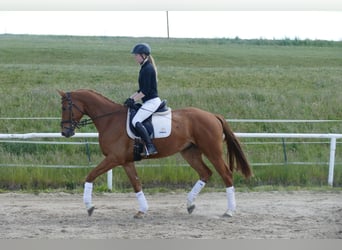 Mecklemburgo, Caballo castrado, 4 años, 169 cm, Alazán