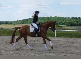Mecklemburgo, Caballo castrado, 4 años, 169 cm, Alazán