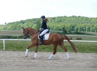 Mecklemburgo, Caballo castrado, 4 años, 169 cm, Alazán
