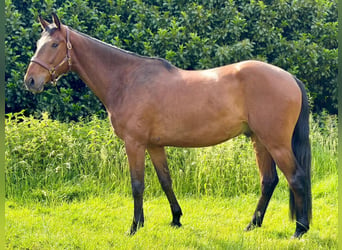 Mecklemburgo, Caballo castrado, 4 años, 170 cm, Castaño