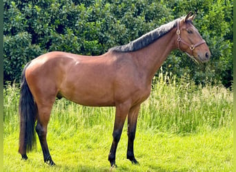 Mecklemburgo, Caballo castrado, 4 años, 170 cm, Castaño