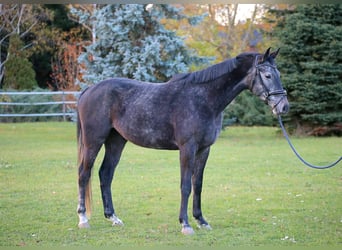 Mecklemburgo, Caballo castrado, 4 años, 170 cm, Tordo