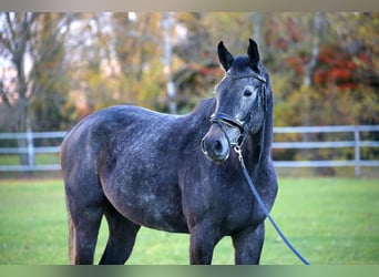 Mecklemburgo, Caballo castrado, 4 años, 170 cm, Tordo