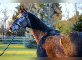 Mecklemburgo, Caballo castrado, 4 años, 170 cm, Tordo