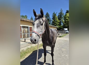 Mecklemburgo, Caballo castrado, 4 años, 170 cm, Tordo