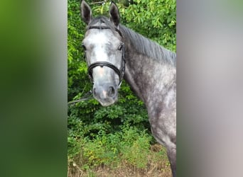 Mecklemburgo, Caballo castrado, 4 años, 170 cm, Tordo