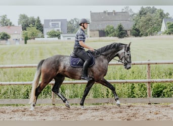 Mecklemburgo, Caballo castrado, 4 años, 172 cm, Tordillo negro